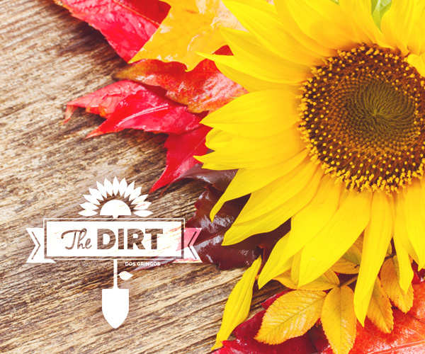 The Dirt - California Dreaming Of Funky Fall Offerings