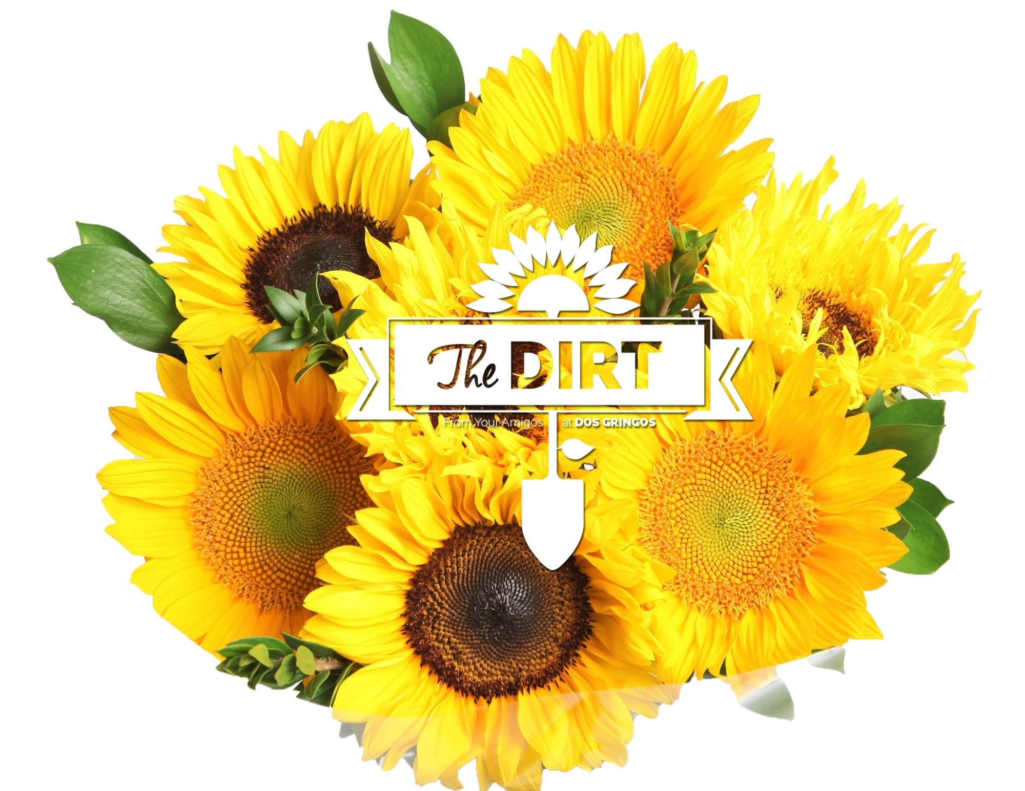 National Sunflower Day is... Dos Gringos Flower Company